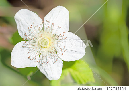 The flowers around the house are various in all seasons. Beautiful white wild strawberry flowers bloom in the shade of the trees. 132735134