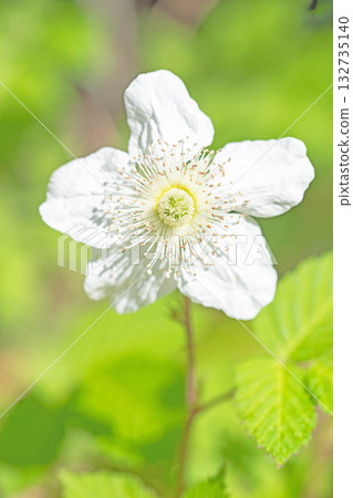 房子周圍的花朵四季各異。美麗的白色野生草莓花在樹蔭下盛開。 房子周圍的花朵四季各異。美麗的白色野生草莓花在樹蔭下盛開。 132735140