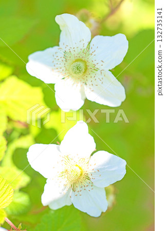 房子周圍的花朵四季各異。美麗的白色野生草莓花在樹蔭下盛開。 132735141