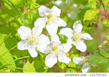 The flowers around the house are various in all seasons. Beautiful white wild strawberry flowers bloom in the shade of the trees. The flowers around the house are various in all seasons. Beautiful white wild strawberry flowers bloom in the shade of the trees. 132735143
