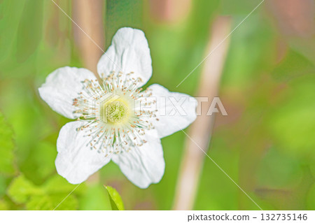 The flowers around the house are various in all seasons. Beautiful white wild strawberry flowers bloom in the shade of the trees. The flowers around the house are various in all seasons. Beautiful white wild strawberry flowers bloom in the shade of the trees. 132735146
