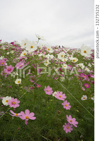 Cosmos flowers Cosmos flowers 132735232