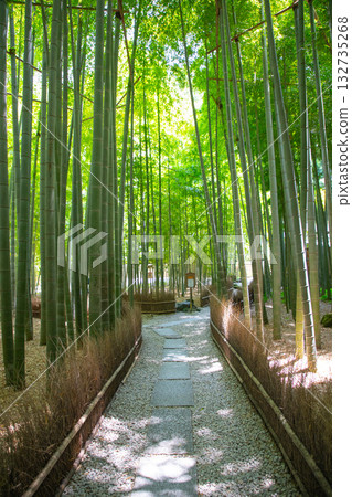 共和國寺廟的竹林 132735268