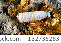 Barnacles attached to a plastic bottle on the beach 132735283