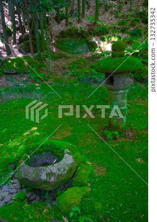 共和國寺廟的竹林 132735342