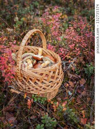 Basket full of mushrooms in autumn forest Basket full of mushrooms in autumn forest 132735374