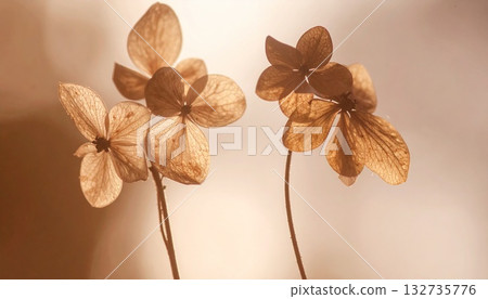 乾花在柔和的光線下閃閃發光。轉瞬即逝的柔和色彩。 132735776