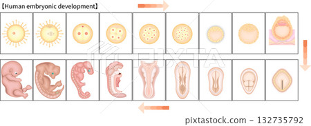 Human development illustration English Human development illustration English 132735792