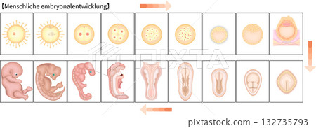 Human Development Illustration German Human Development Illustration German 132735793