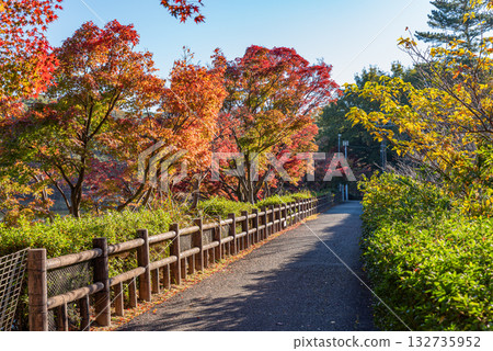 秋葉染紅了岡崎東公園 132735952