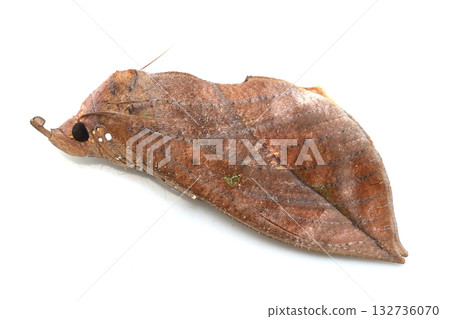 木通葉蝶假死 132736070