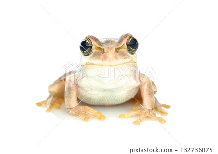 日本樹蛙（棕色）正面圖 132736075