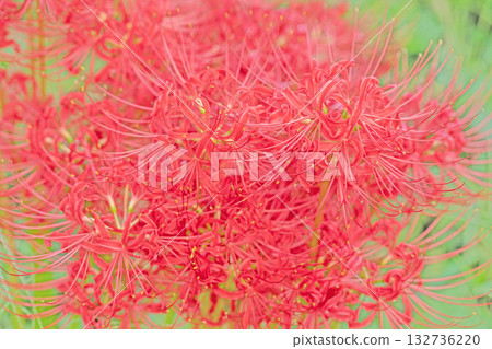 房子周圍的花朵有各種季節的，火紅的花朵為稻田邊緣和樹蔭增添了美麗的色彩。 132736220