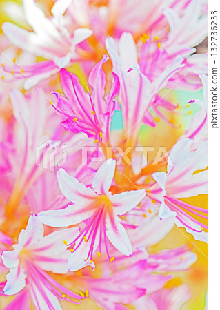 房子周圍的花朵有各種季節的，火紅的花朵為稻田邊緣和樹蔭增添了美麗的色彩。 132736233