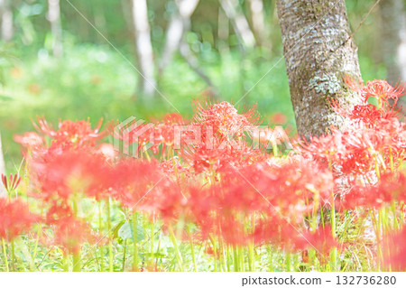 The flowers around the house are of various seasons, and the fiery scarlet flowers beautifully color the rice paddy edges and the shade of the trees. 132736280