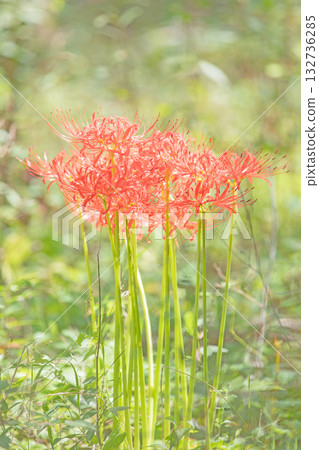 The flowers around the house are of various seasons, and the fiery scarlet flowers beautifully color the rice paddy edges and the shade of the trees. 132736285