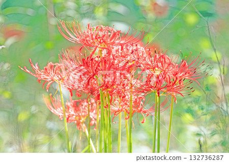 房子周圍的花朵有各種季節的,火紅的花朵為稻田邊緣和樹蔭增添了美麗的色彩。 房子周圍的花朵有各種季節的,火紅的花朵為稻田邊緣和樹蔭增添了美麗的色彩。 132736287