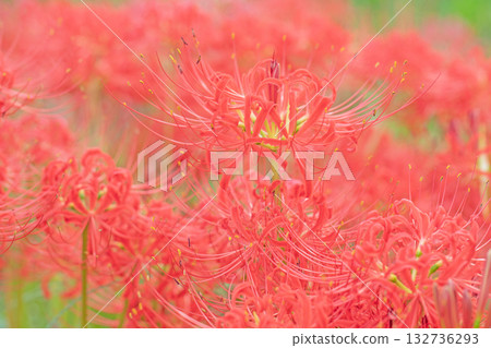 The flowers around the house are of various seasons, and the fiery scarlet flowers beautifully color the rice paddy edges and the shade of the trees. 132736293