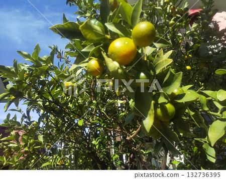Yellow colored kumquat fruit Yellow colored kumquat fruit 132736395