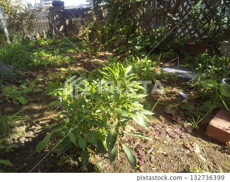 仰視結實的辣辣鷹爪 132736399