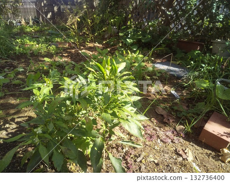 仰視結實的辣辣鷹爪 132736400