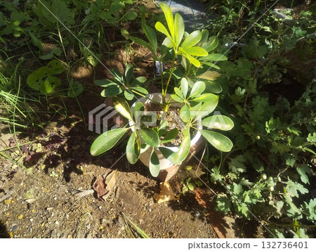 已生根並移植的香港木棉插枝 132736401