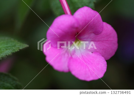 粉紅色的番杏花 132736491