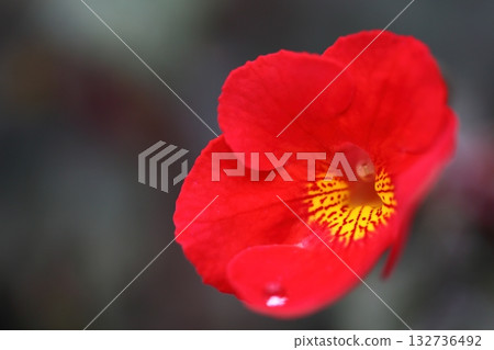 阿基梅內斯的橙色花朵和雨滴 阿基梅內斯的橙色花朵和雨滴 132736492