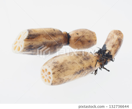 蓮藕白背 132736644