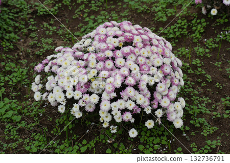 Multiflora mum flowers Multiflora mum flowers 132736791