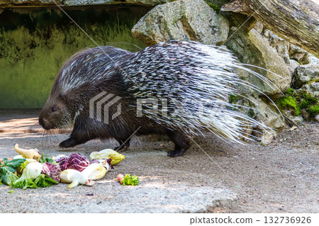 Indian crested Porcupine, Hystrix indica in a german nature park Indian crested Porcupine, Hystrix indica in a german nature park 132736926