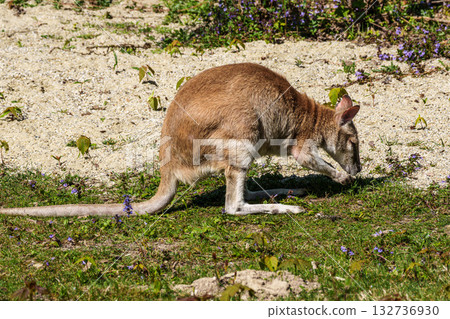 The agile wallaby, Macropus agilis also known as the sandy wallaby 132736930