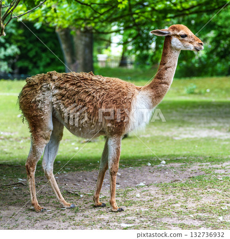 Vicunas, Vicugna Vicugna, relatives of the llama in a German park 132736932