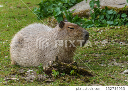 The Capybara, Hydrochoerus hydrochaeris is the largest living rodent in the world. 132736933