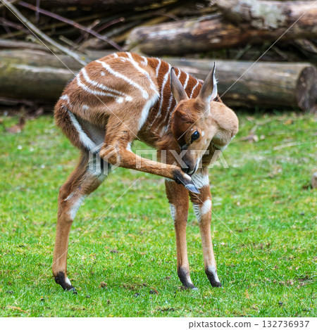 Baby Nyala Antelope - Tragelaphus angasii. Wild life animal. Baby Nyala Antelope - Tragelaphus angasii. Wild life animal. 132736937