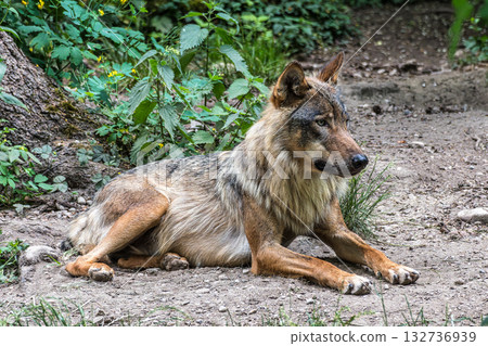 European Grey Wolf, Canis lupus in a german park European Grey Wolf, Canis lupus in a german park 132736939