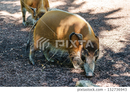 Red river hog, Potamochoerus porcus, also known as the bush pig. 132736943