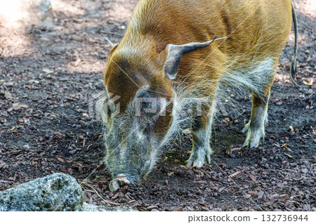 Red river hog, Potamochoerus porcus, also known as the bush pig. Red river hog, Potamochoerus porcus, also known as the bush pig. 132736944