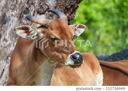 Banteng, Bos javanicus or Red Bull is a type of wild cattle. Banteng, Bos javanicus or Red Bull is a type of wild cattle. 132736949
