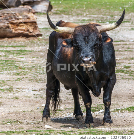 Heck cattle, Bos primigenius taurus or aurochs in a German park Heck cattle, Bos primigenius taurus or aurochs in a German park 132736950