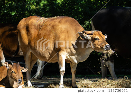 Banteng, Bos javanicus or Red Bull is a type of wild cattle. Banteng, Bos javanicus or Red Bull is a type of wild cattle. 132736951