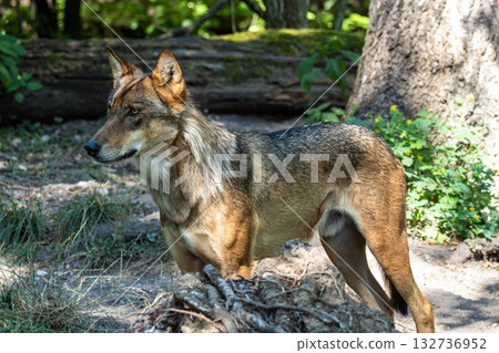 European Grey Wolf, Canis lupus in a german park European Grey Wolf, Canis lupus in a german park 132736952