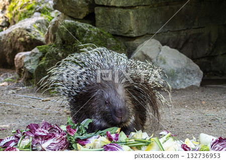 Indian crested Porcupine, Hystrix indica in a german nature park Indian crested Porcupine, Hystrix indica in a german nature park 132736953