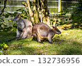 Swamp Wallaby, Wallabia bicolor, is one of the smaller kangaroos 132736956