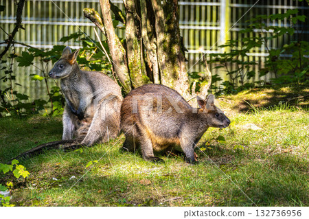 Swamp Wallaby, Wallabia bicolor, is one of the smaller kangaroos Swamp Wallaby, Wallabia bicolor, is one of the smaller kangaroos 132736956