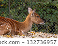 Nyala Antelope - Tragelaphus angasii. Wild life animal. 132736957
