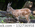 Turkmenian markhor, Capra falconeri heptneri living on the rocks 132736958