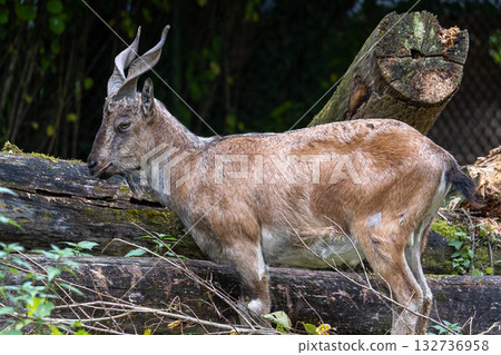 Turkmenian markhor, Capra falconeri heptneri living on the rocks Turkmenian markhor, Capra falconeri heptneri living on the rocks 132736958