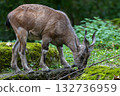 Turkmenian markhor, Capra falconeri heptneri living on the rocks 132736959