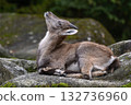 Young baby mountain ibex or capra ibex on a rock 132736960